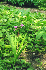 Bletilla striata