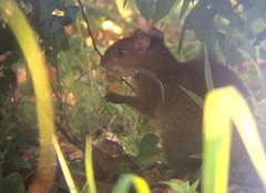 Dasyprocta variegata