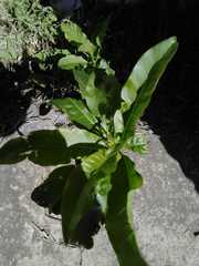 Cestrum laevigatum