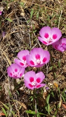 Clarkia gracilis sonomensis