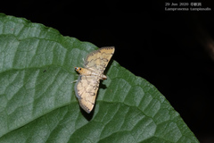 Lamprosema tampiusalis