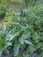Gentiana pannonica