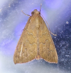 Anomis illita