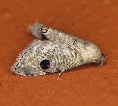 Abablemma brimleyana