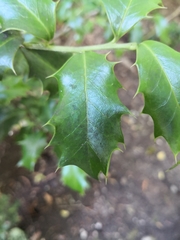 Ilex colchica