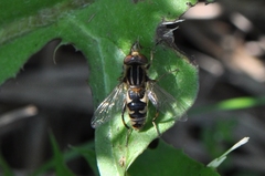Anasimyia anausis