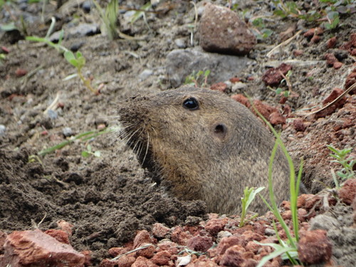Oriental Basin Pocket Gopher (Cratogeomys fulvescens)