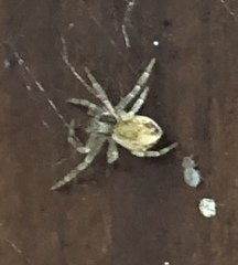 Philodromus dispar