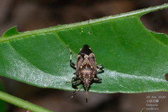 Eocanthecona concinna