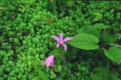 Bletilla striata