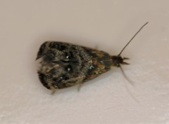 Tebenna gnaphaliella