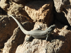 Gallotia galloti galloti