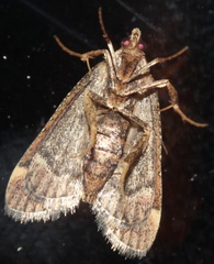 Hypsopygia intermedialis