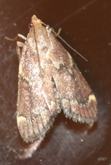 Hypsopygia intermedialis