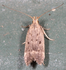 Neodactylota