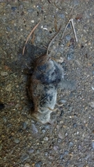 Sorex vagrans