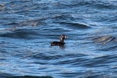 Histrionicus histrionicus