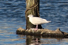 Larus glaucoides