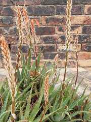 Aloe