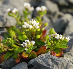 Cochlearia tridactylites