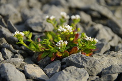 Cochlearia tridactylites
