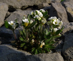 Draba incana