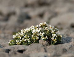Draba incana