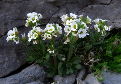 Draba incana