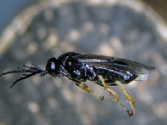 Cladius pectinicornis