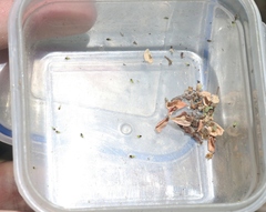 Calophya triozomima