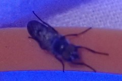 Ozodiceromyia nigrimana