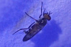 Ozodiceromyia nigrimana