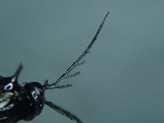 Cladius pectinicornis