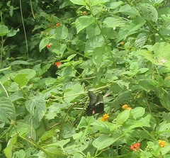 Heraclides anchisiades