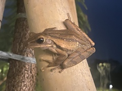 Polypedates leucomystax