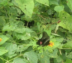 Heraclides anchisiades