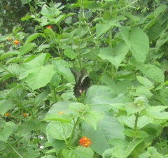 Heraclides anchisiades