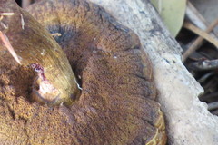 Pulchroboletus rubricitrinus image