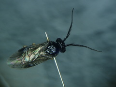 Cladius pectinicornis