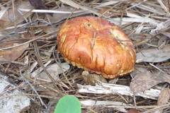 Pulchroboletus rubricitrinus image