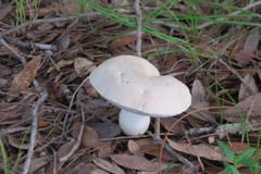 Tylopilus rhoadsiae