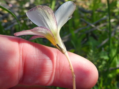Oxalis argyrophylla
