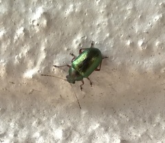 Colaspis favosa