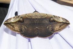 Hypopyra vespertilio