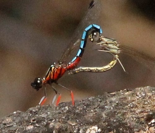 Dancing Jewel