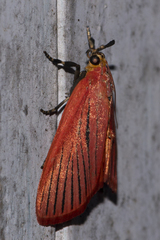 Arctioblepsis rubida