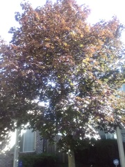 Acer platanoides