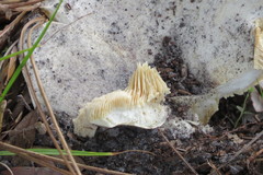 Tylopilus rhoadsiae