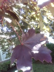 Acer platanoides