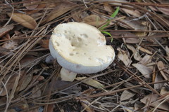 Tylopilus rhoadsiae